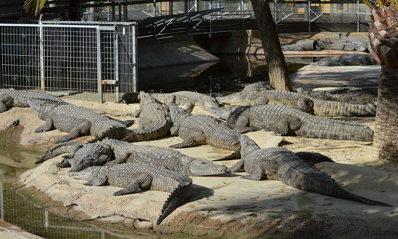 Crocodiles Park Torremolinos - Buy skip the line tickets