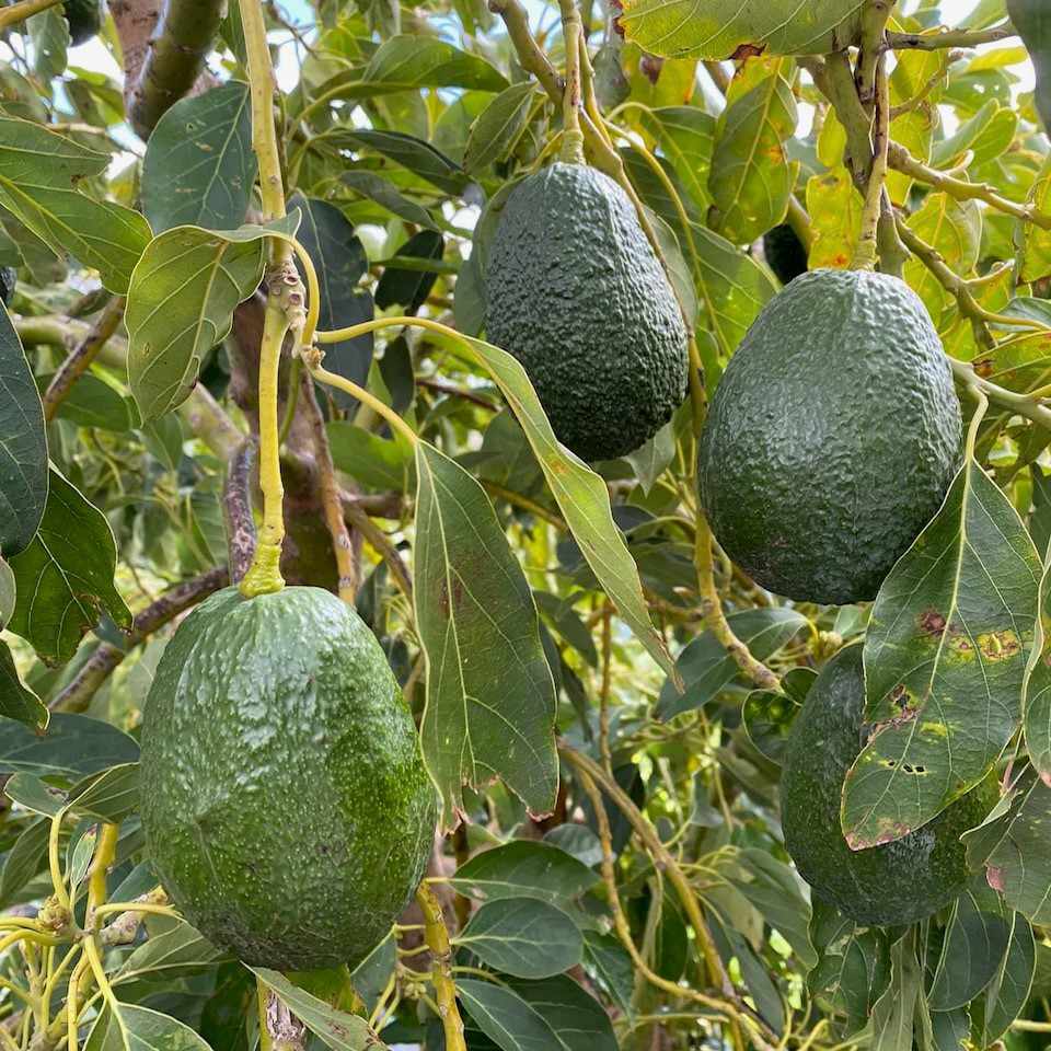 Visita finca ecológica