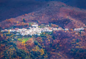 El Bosque de Cobre: un mar de hojas en la Serranía de Ronda