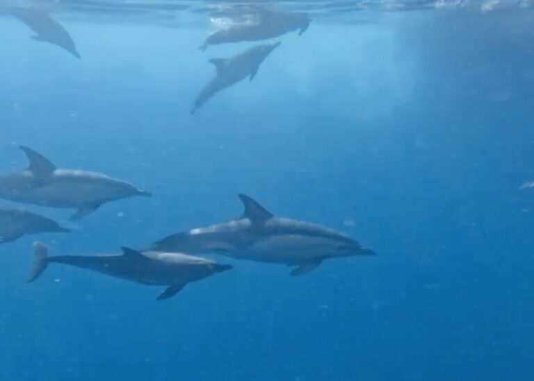 Dolphin Tour en Benalmádena