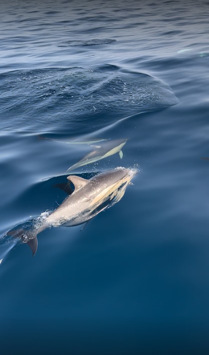 Avistamiento de delfines en Marbella